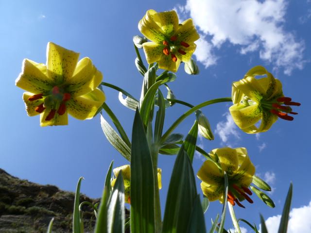 Retour au Printemps: Qigong et  Prise de Conscience par le Mouvement-Stage:  Dimanche, 24&nbsp;Avril